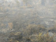 Kebakaran Hebat di Lahan Kosong Milik Thamrin Brothers, Picu Kegemparan dan Kepanikan Warga RT 04 RW 02 Kelurahan Kebun Bunga Kecamatan Sukarami Palembang